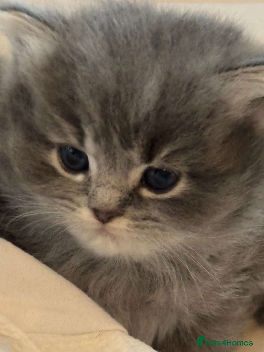Scottish Fold cats for sale: Beautiful thick coated kittens  - Advert 6
