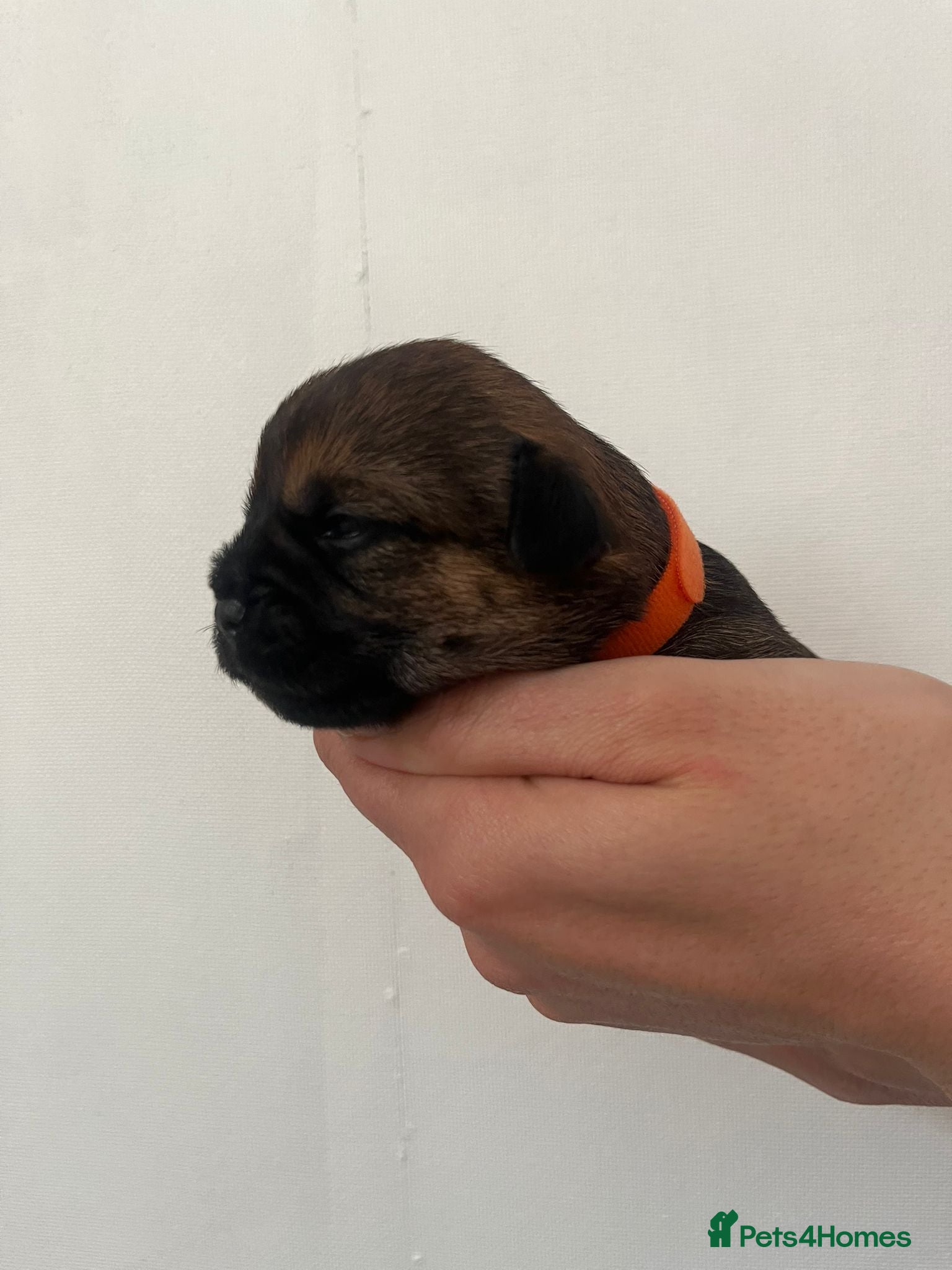 Border Terrier dogs for sale: Pedigree Border Terrier Puppies - Advert 16
