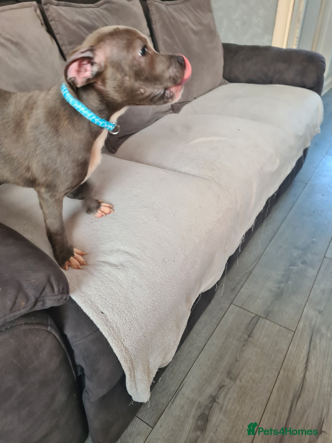 Staffordshire Bull Terrier dogs for sale: Lovely puppy  in Coventry - Image 23
