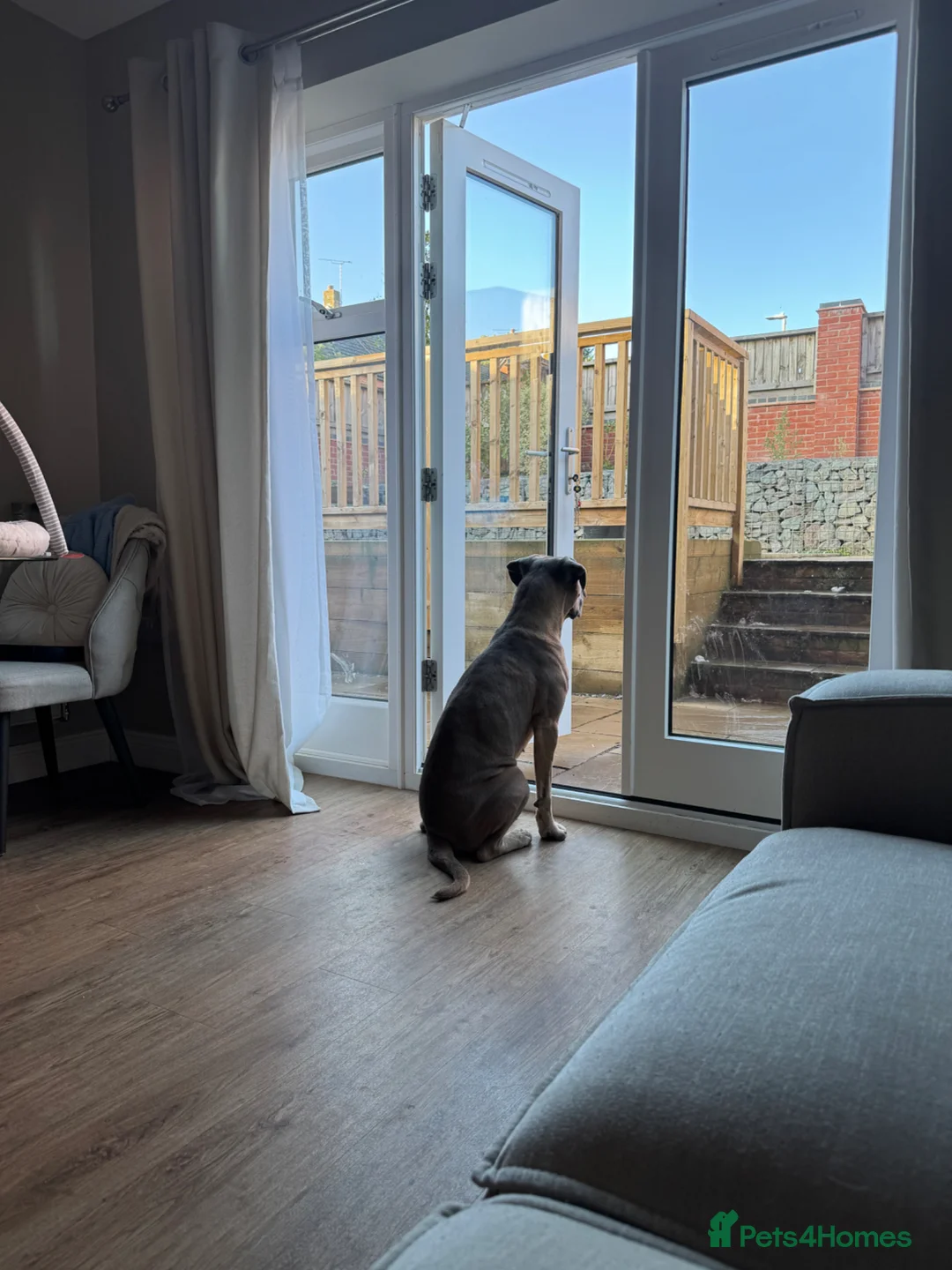 Cane Corso dogs for sale: 2 year old female Cane Corso  in Leicester - Advert 2