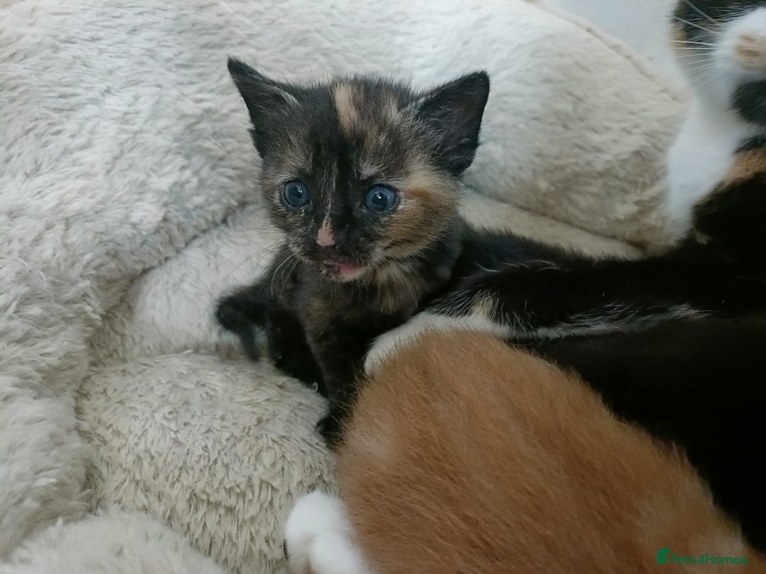 Mixed Breed cats for sale: Sweet kittens for sale - Image 19