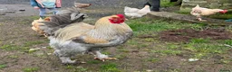 Chickens poultry for sale: Isabella Brahma Cockerel  - Advert 2