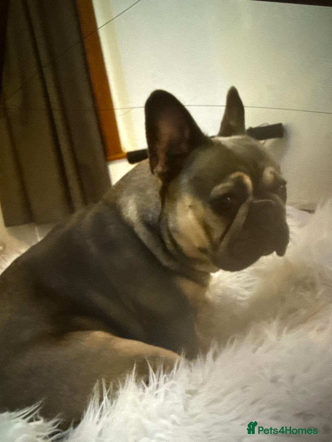 French Bulldog dogs for sale: Adorable Fresh bulldog - Image 11