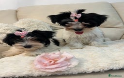 Biewer Terrier dogs for sale: 🩶🩷Biewer-Biro Champion heritage pups! 🐶❤️ - Image 2