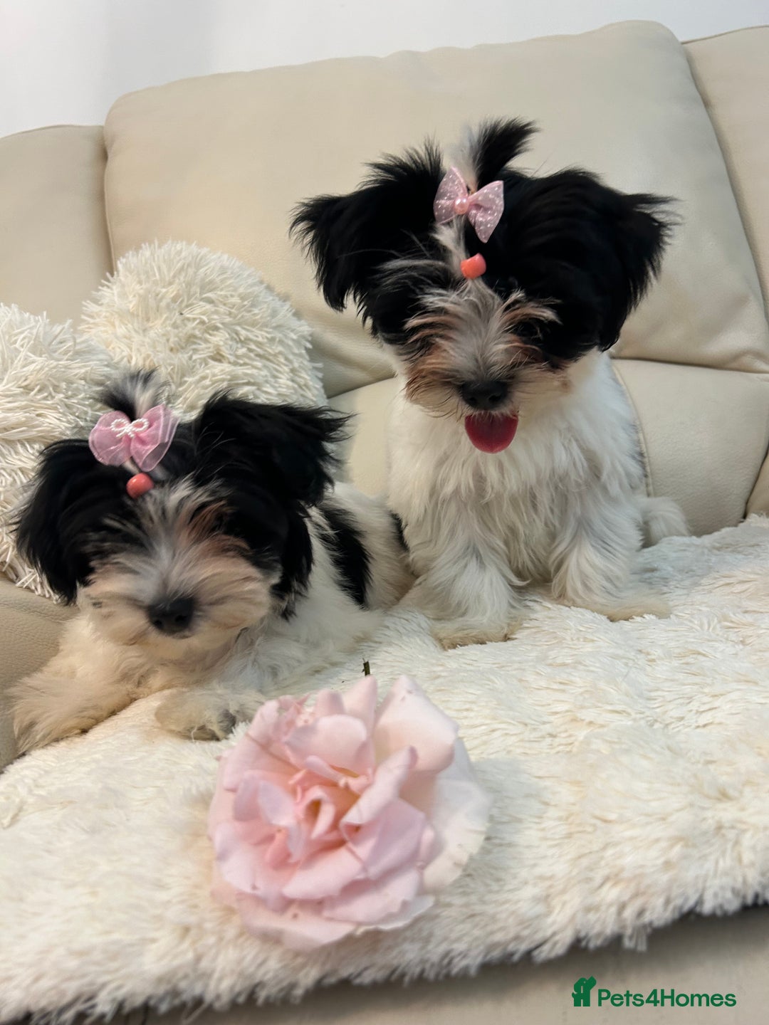 Biewer Terrier dogs for sale: 🩶🩷Biewer-Biro Champion heritage pups! 🐶❤️ - Image 2