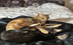 Domestic Shorthair cats for sale: Brother and sisters to go together  - Image 4