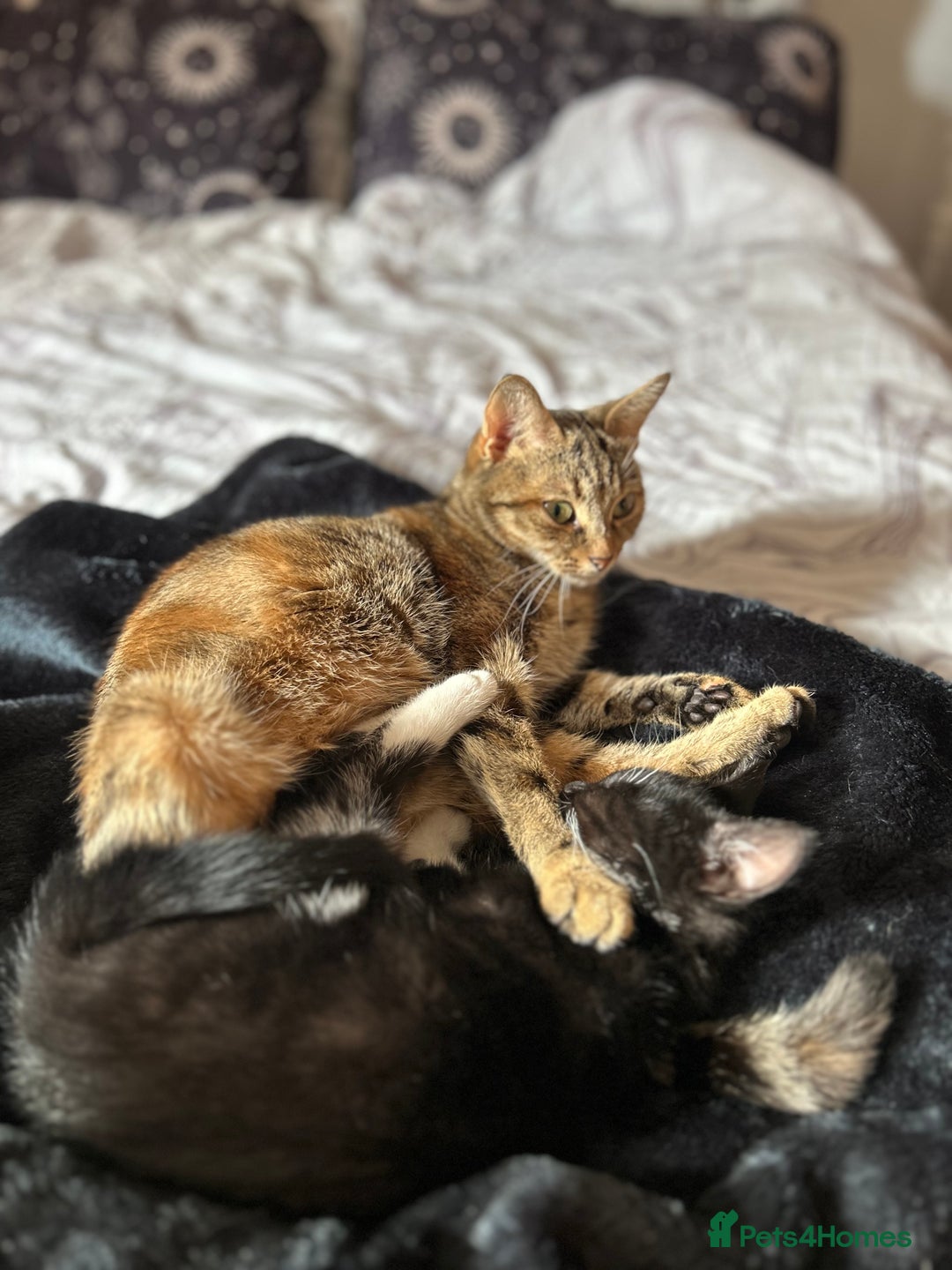 Domestic Shorthair cats for sale: Brother and sisters to go together  - Image 4