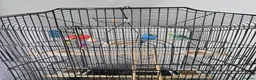 Budgerigars birds for sale: Budgies with cage  in Thornton-Cleveleys - Advert 3