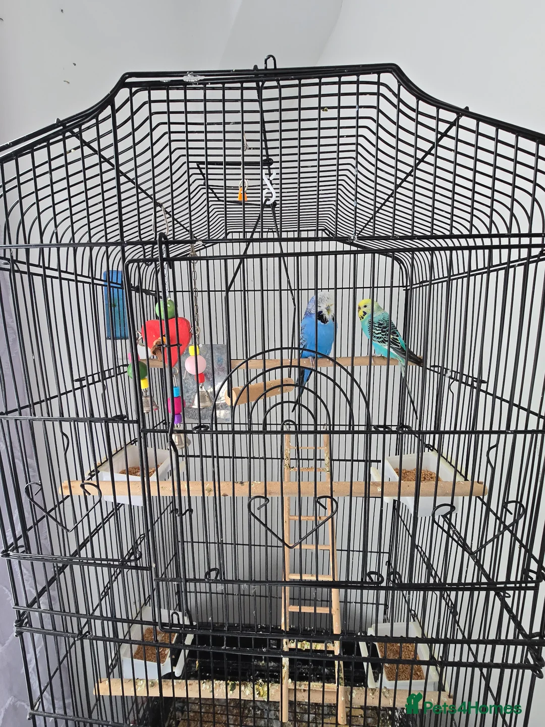Budgerigars birds for sale: Budgies with cage  in Thornton-Cleveleys - Advert 3