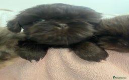 Shih Tzu dogs for sale: Imperial Shihtzu puppies - Image 6