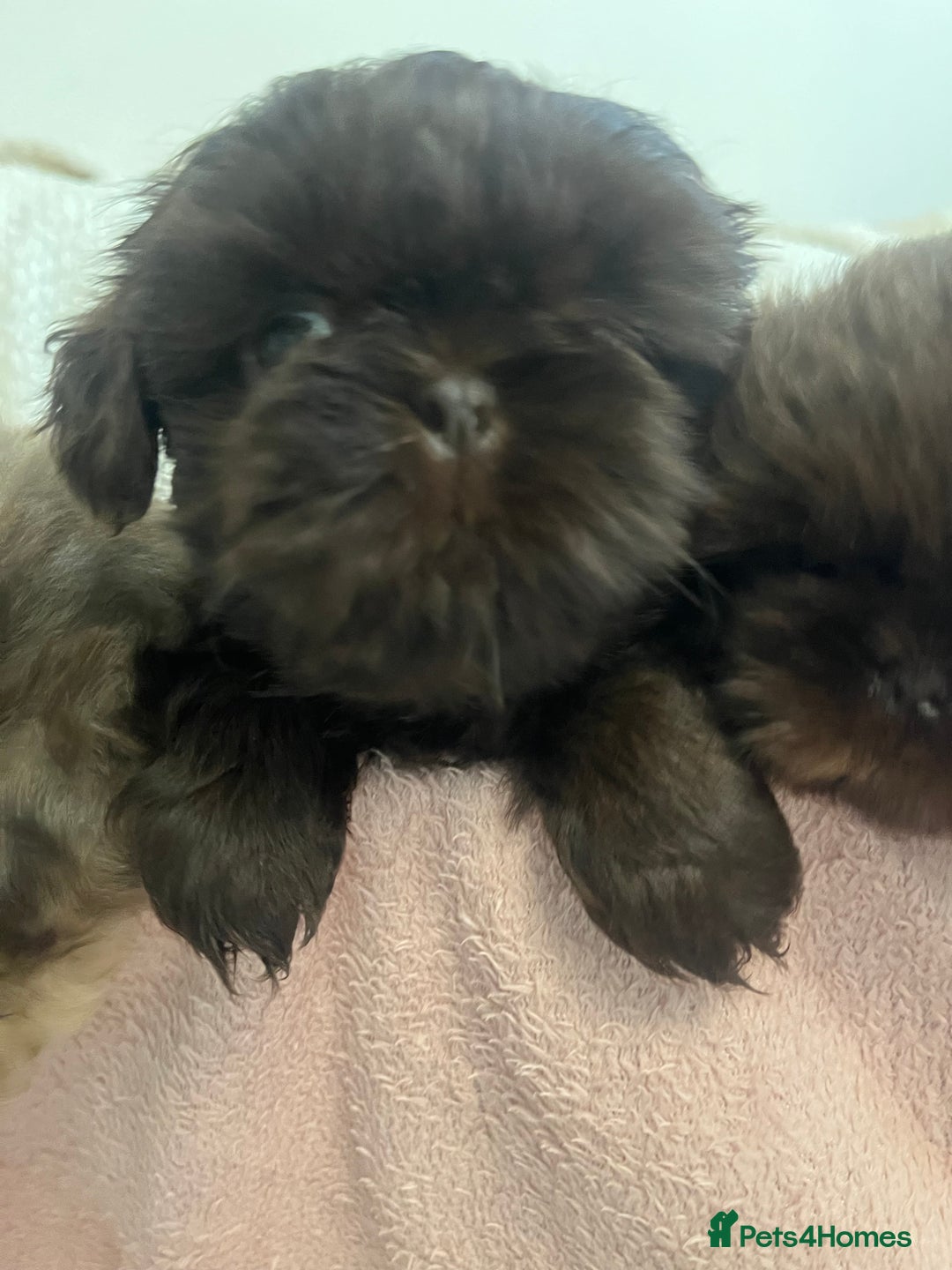 Shih Tzu dogs for sale: Imperial Shihtzu puppies - Image 6