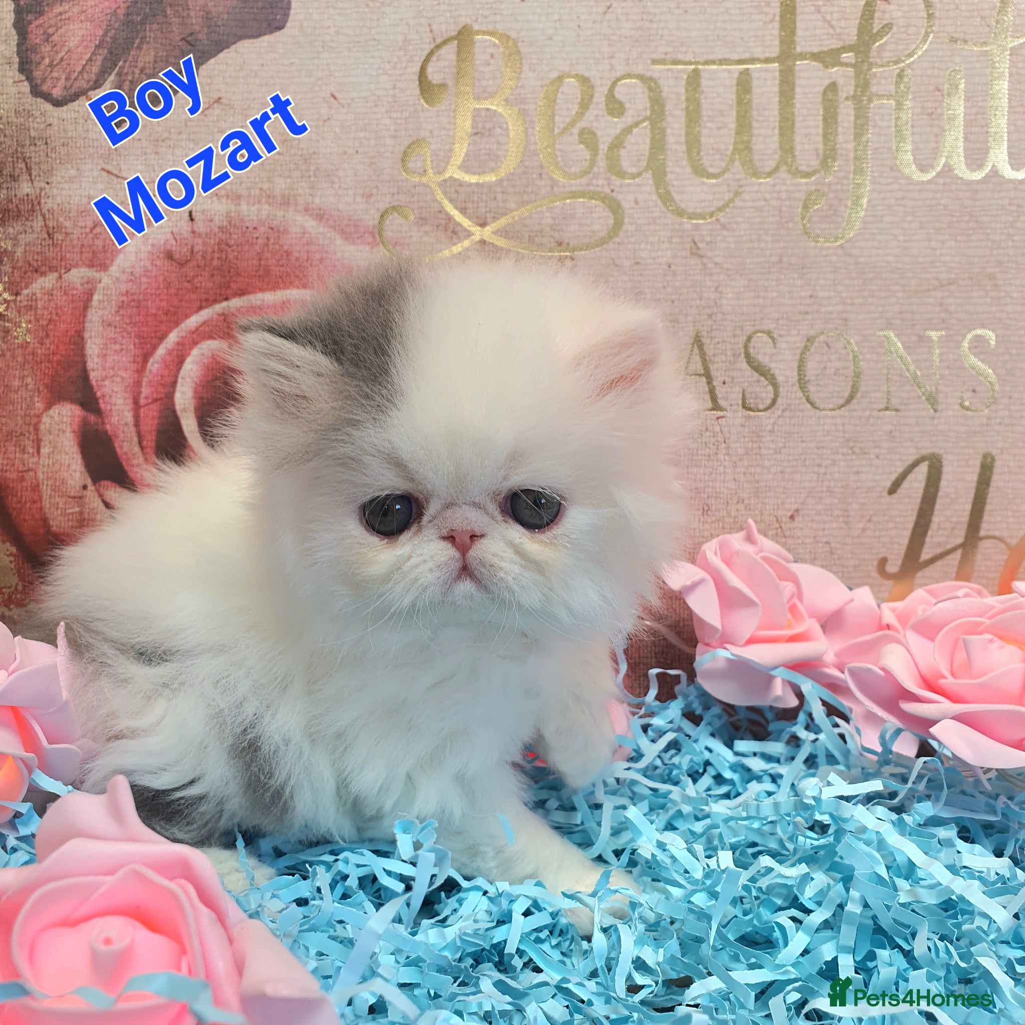Persian cats GCCF pure breed Persian Kittens 😸  - Advert 14