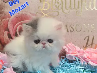 Persian cats GCCF pure breed Persian Kittens 😸 - Advert 4