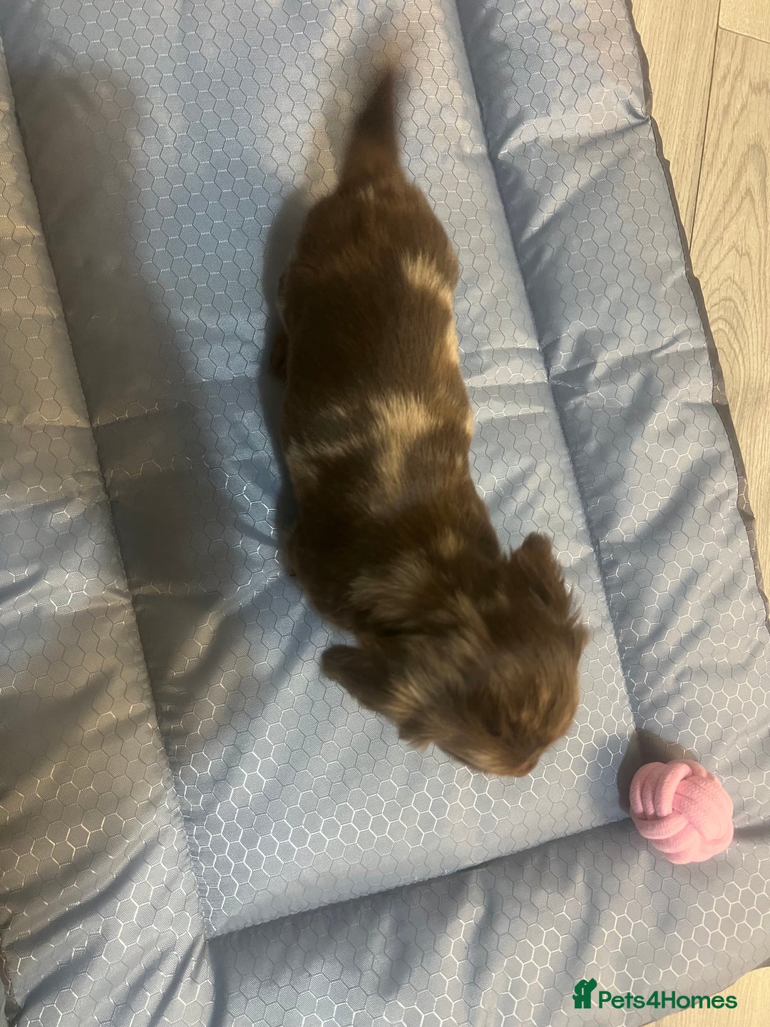 Miniature Dachshund dogs for sale: Gorgeous Miniature Dachshunds - Image 8