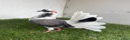 Pigeons birds for sale: Baby fantail pigeons  - Advert 6