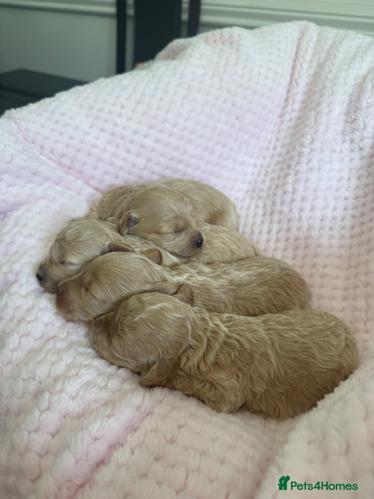 Maltipoo dogs for sale: Champagne F1 Maltipoo Puppies  in Chelmsford - Advert 4