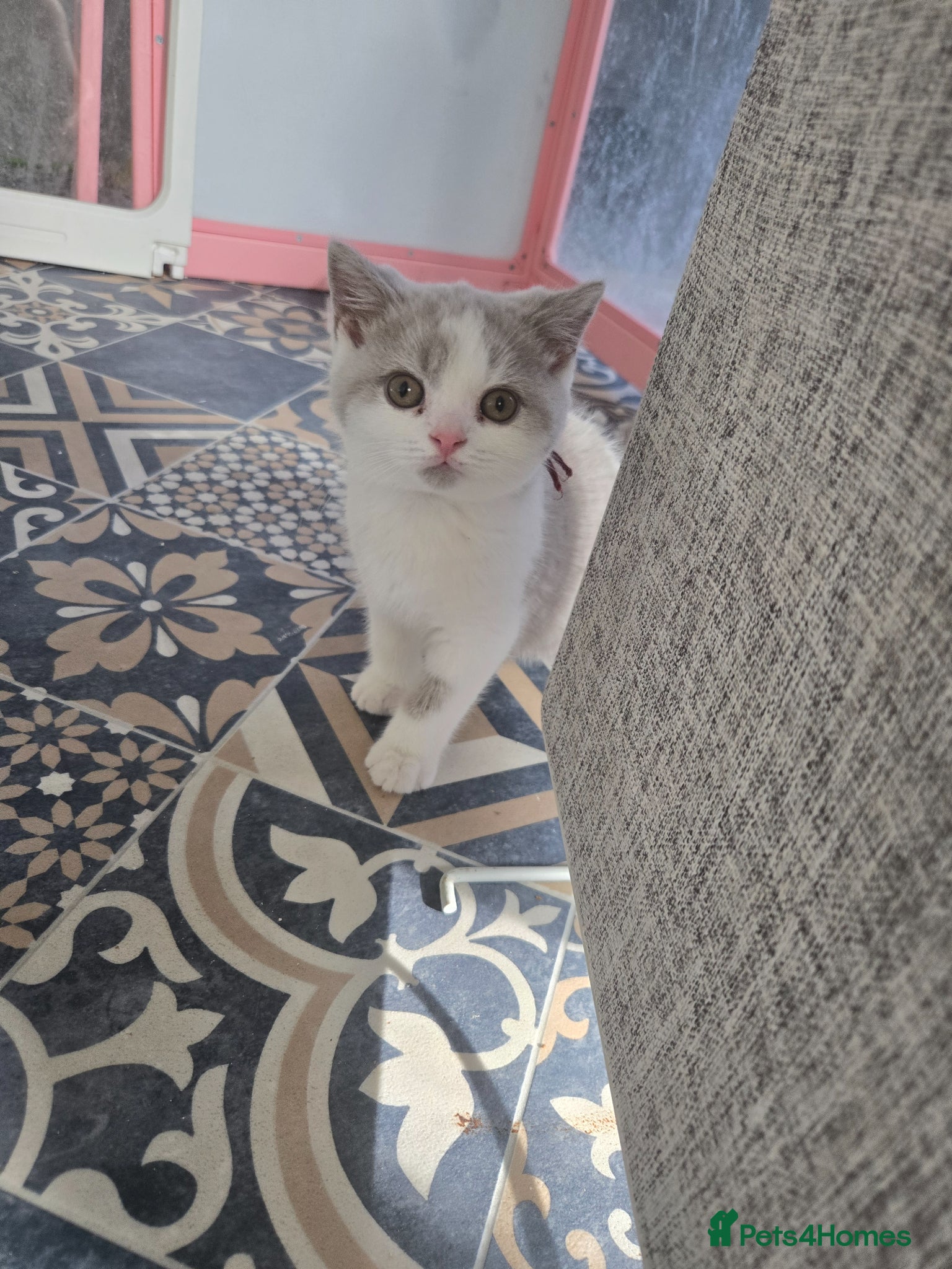 British Shorthair cats  british shorthairs ready now - Advert 8