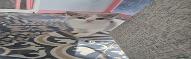 British Shorthair Kitten 1