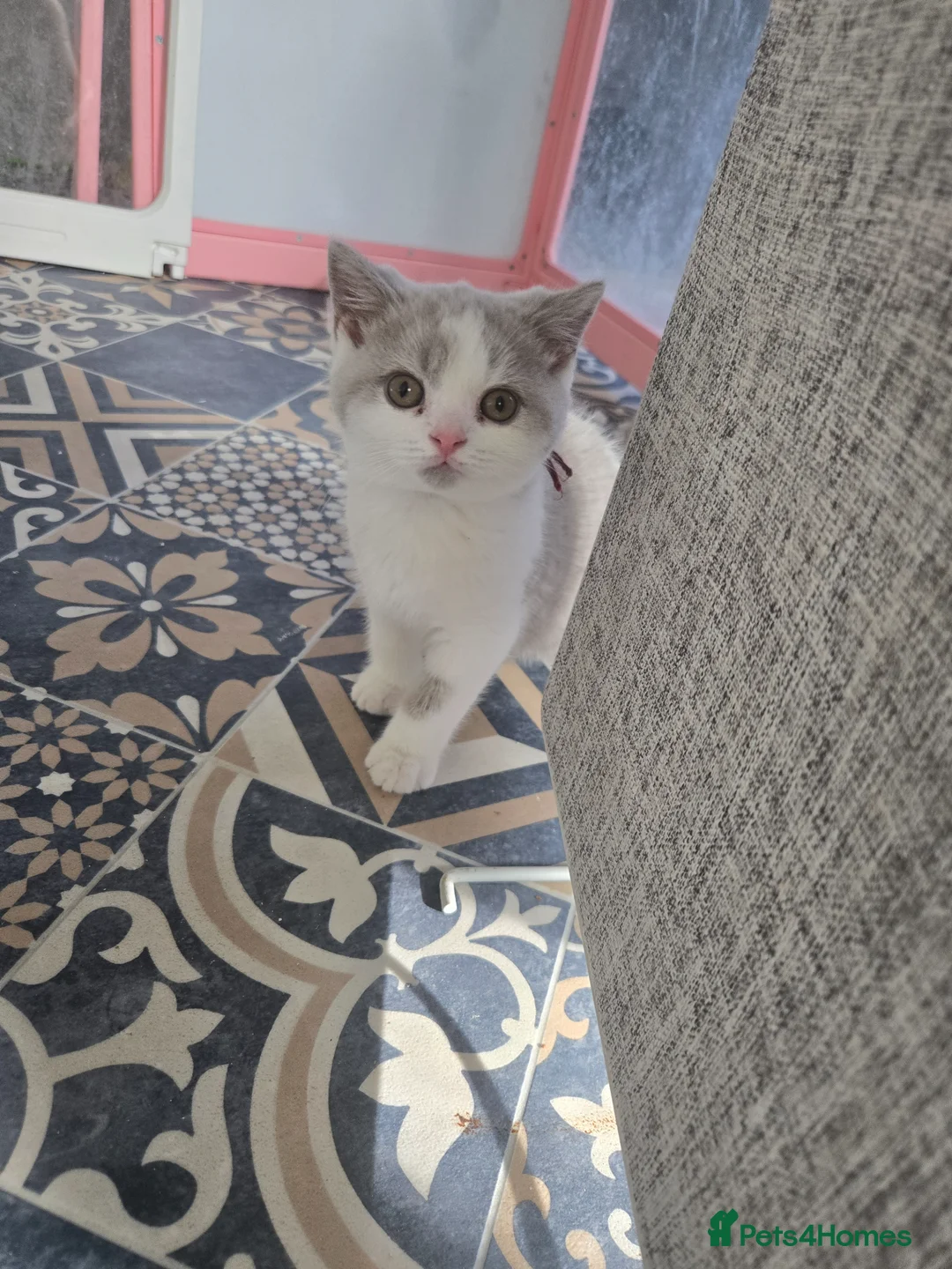 British Shorthair cats for sale:  british shorthairs ready now 2 boy 1 gril - Advert 1