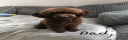 Toy Poodle dogs for sale: Beautiful KC Registered Toy Poodle Puppies - Advert 8