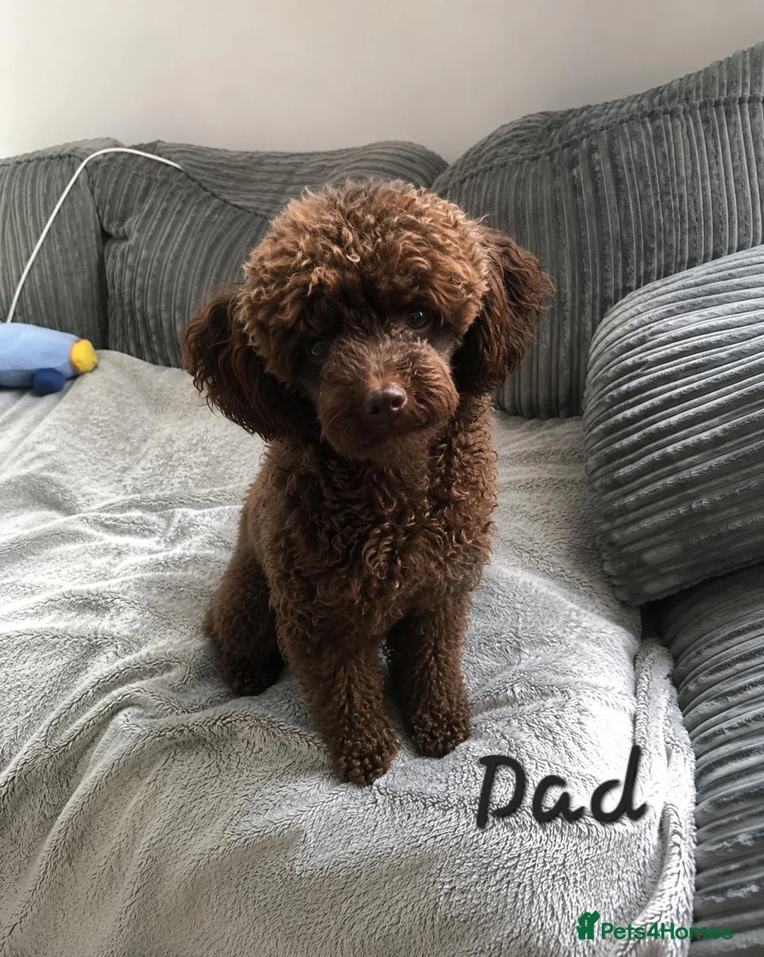 Toy Poodle dogs for sale: Beautiful KC Registered Toy Poodle Puppies - Advert 8