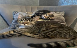 Mixed Breed cats for sale: Classic tabby boy ready for he’s forever home  - Image 5