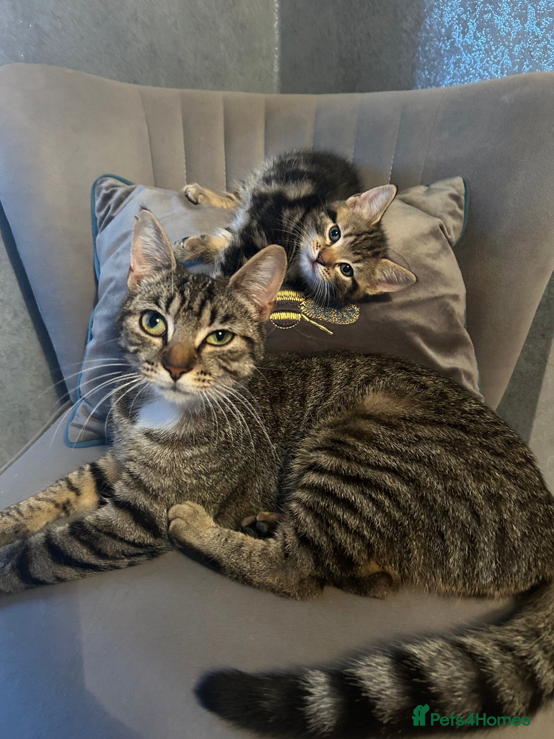 Mixed Breed cats for sale: Classic tabby boy ready for he’s forever home  - Image 5