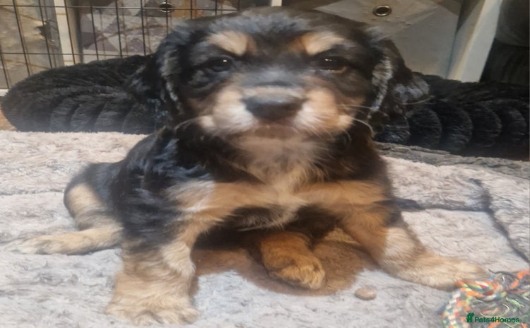 Cocker Spaniel dogs - Advert 3