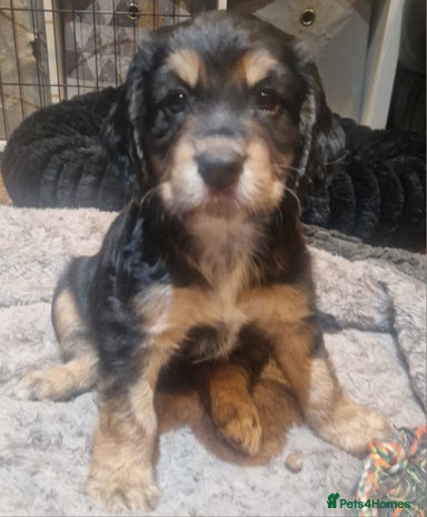 Cocker Spaniel dogs - Advert 3