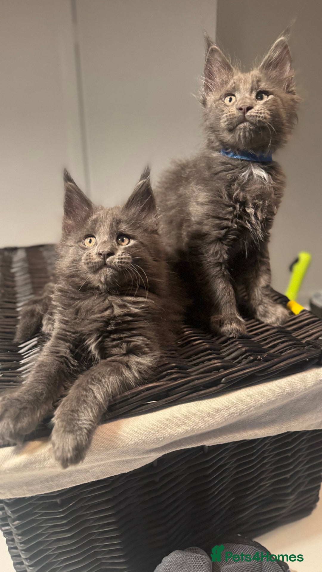 Maine Coon cats for sale:  Gccf registered Main Coon Kittens  - Image 8