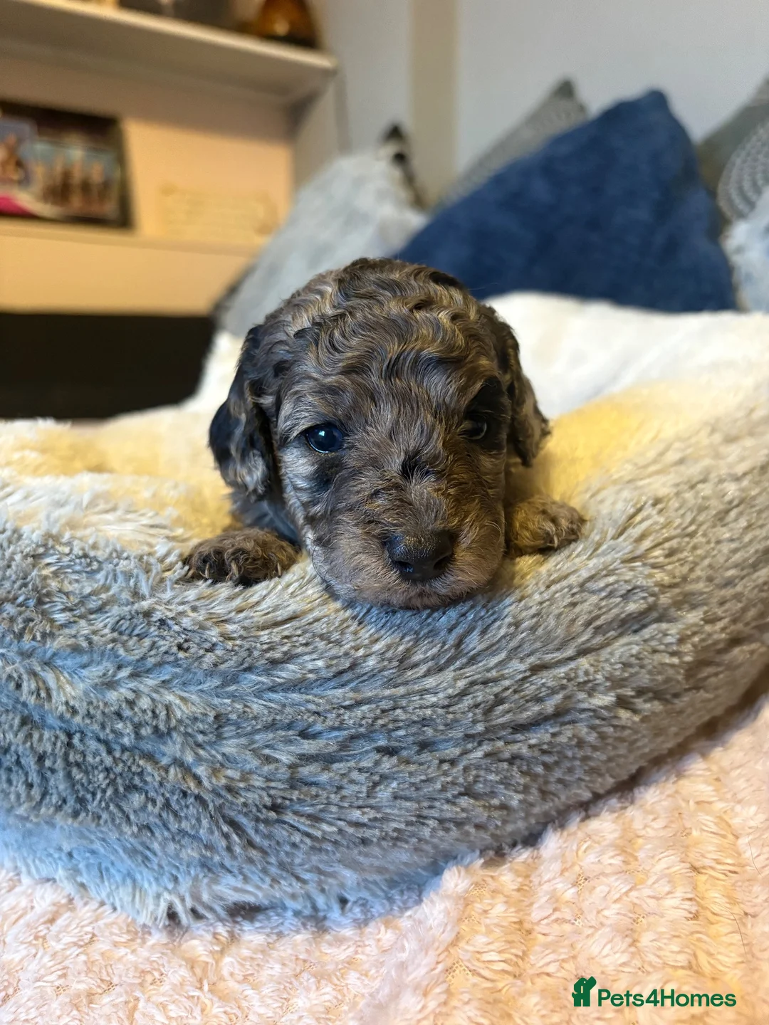 Cockapoo dogs for sale: F2B cockapoos for sale🐾 in Evesham - Advert 10