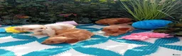 Cavapoo dogs for sale: Stunning Cavapoos fully health tested parents - Advert 6