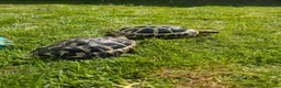 Tortoise reptiles for sale: tortoises - Advert 4