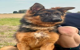 German Shepherd dogs for sale: Beautiful German shepherd female for sale - Image 1