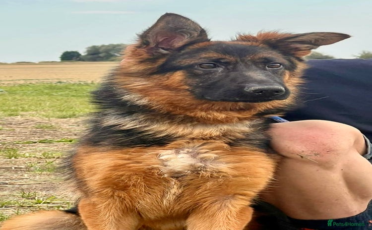 German Shepherd dogs - Advert 8