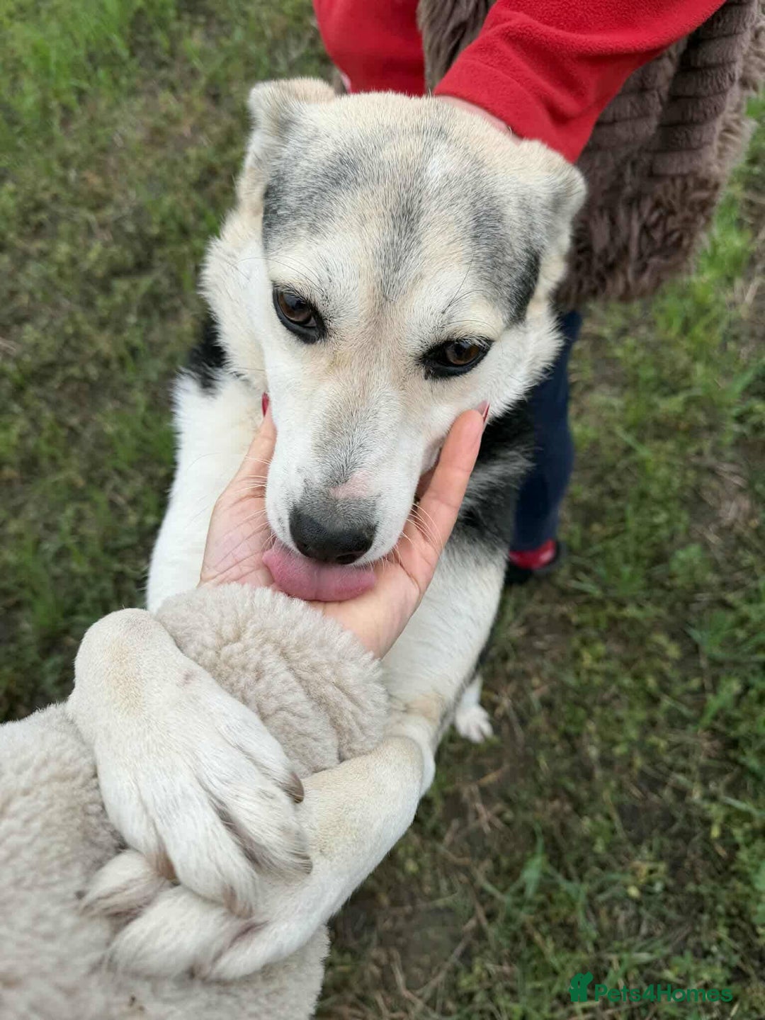 Mixed Breed dogs for adoption: Cindy for adoption - Advert 5