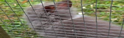 Lionhead rabbits for sale: Adorable baby purebred lionhead bunnies  - Advert 11