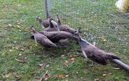 Peafowl poultry for sale: Peafowl poults (India Blue) - Image 1