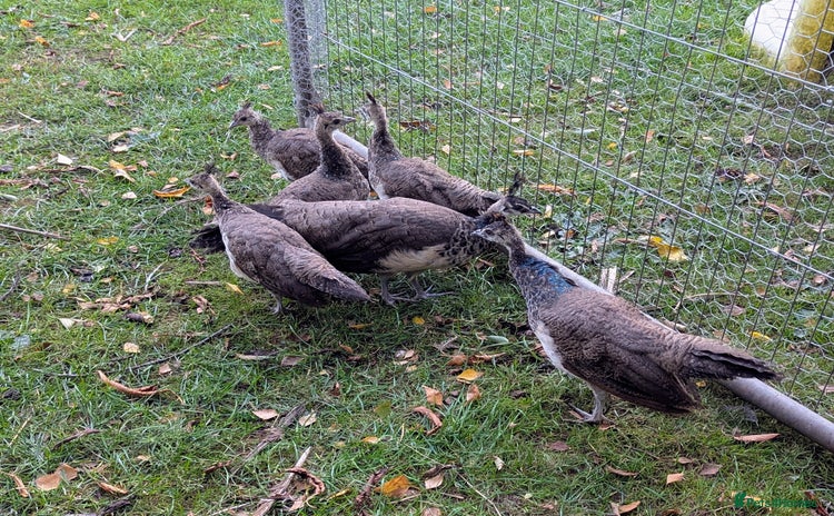 Peafowl poultry - Advert 1