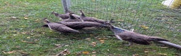 Peafowl poultry for sale: Peafowl poults (India Blue) - Advert 1