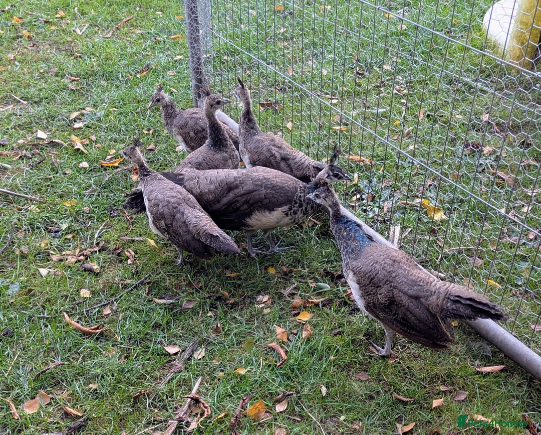 Peafowl poultry for sale: Peafowl poults (India Blue) - Image 1