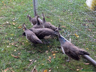 Peafowl poultry - Advert 6