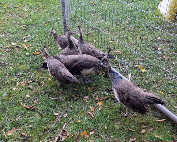 Peafowl poultry - Advert 2