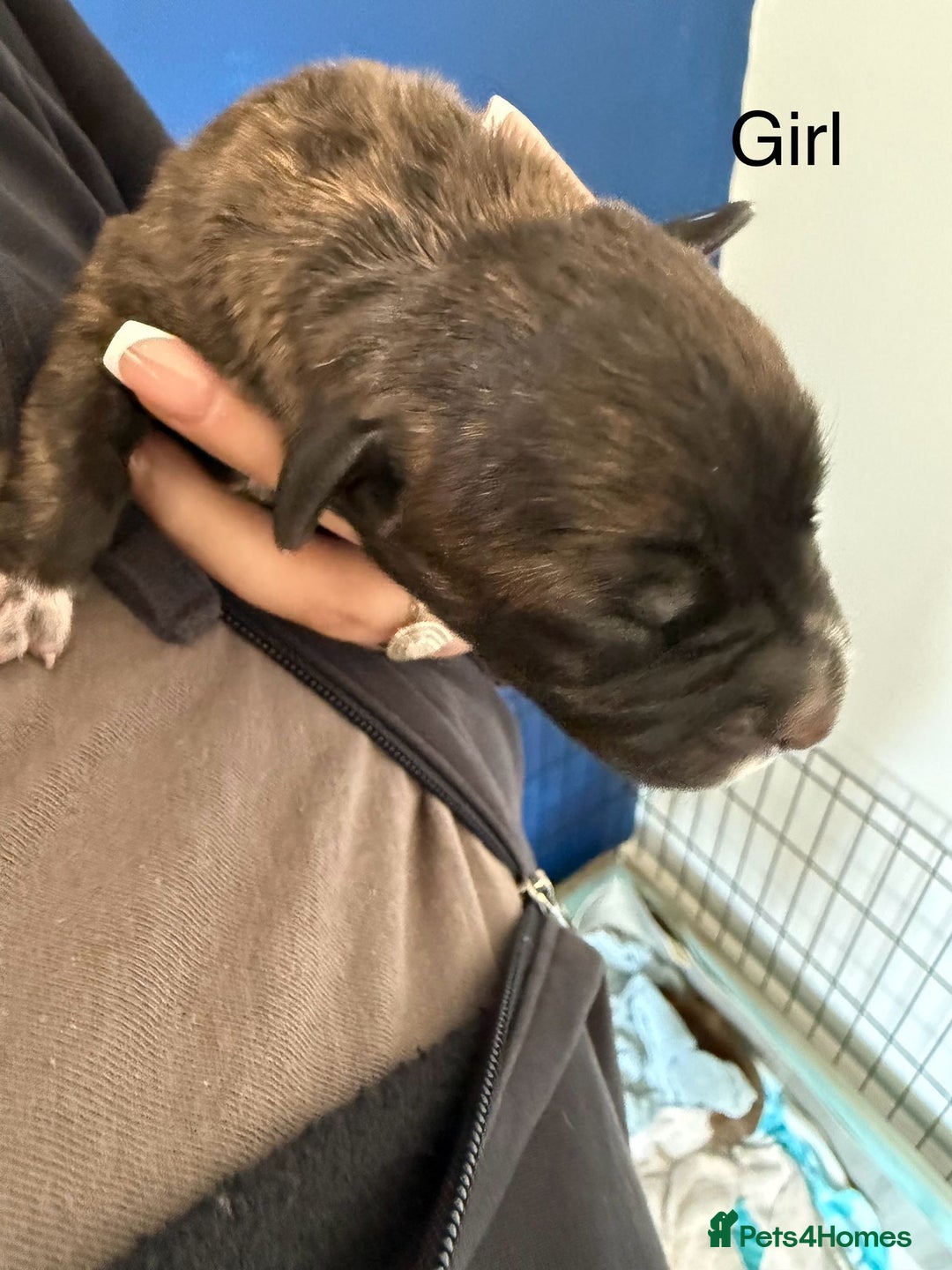 Staffordshire Bull Terrier dogs for sale: Staffordshire terrier  - Image 1