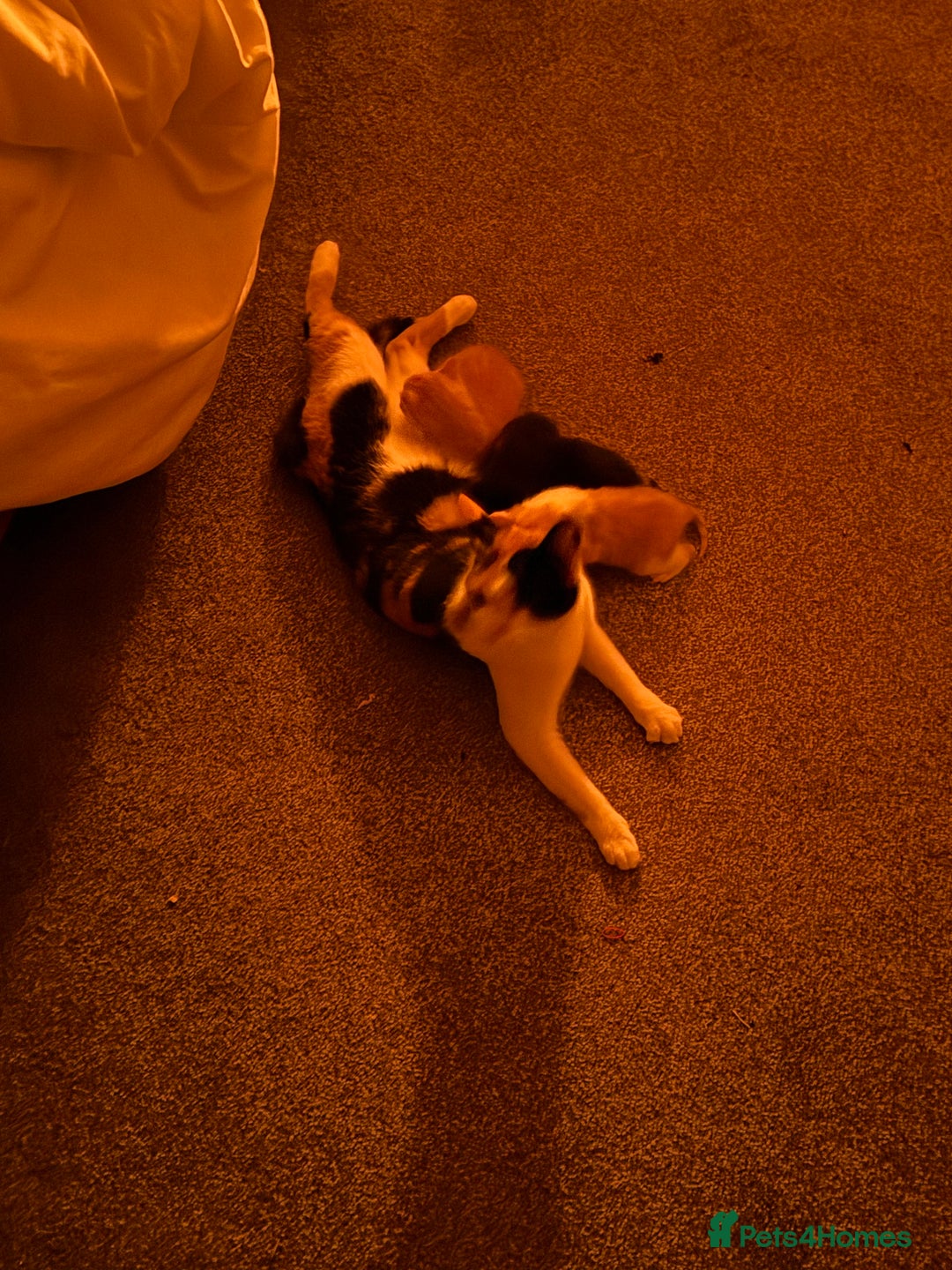 Mixed Breed cats for sale: 3 beautiful kittens wonderful pets - Advert 3