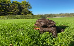 Cocker Spaniel dogs for sale: Exceptional KC Working Cocker Spaniel Puppies - Image 6