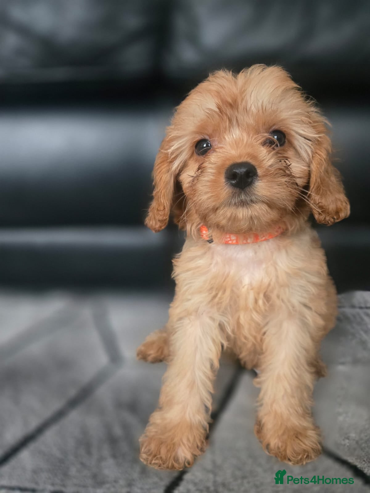 Cavapoo dogs 🐶Amazing cavapoo pups for sale🐶 - Advert 1