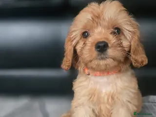 Cavapoo dogs 🐶Amazing cavapoo pups for sale🐶 - Advert 1