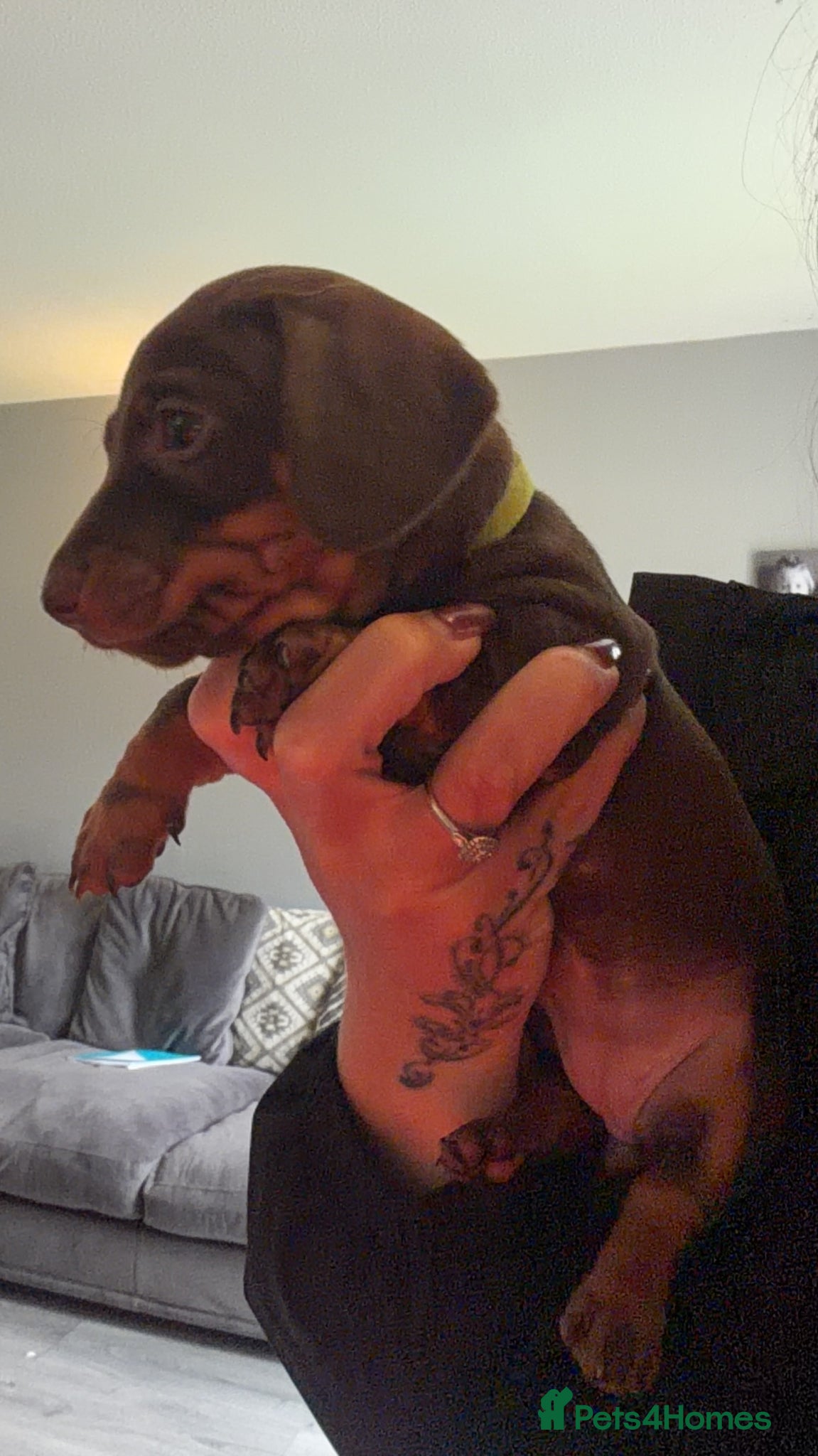 Miniature Dachshund dogs BEAUTIFUL MINI DACHSHUNDS  - Advert 10