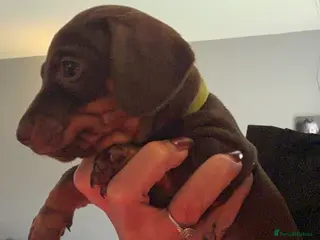 Miniature Dachshund dogs BEAUTIFUL MINI DACHSHUNDS - Advert 10